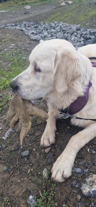 Golden retrievervalp med sotig arbetshandskar som han snott och vägrar lämna tillbaka. I bakgrunden jord, stenar och gräs. .