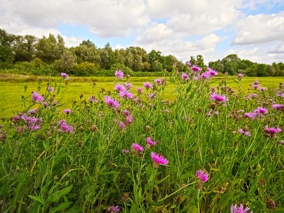 Pink flowers blooming in the foreground. Behind them are meadows and trees. It is a sunny and cloudy day.
