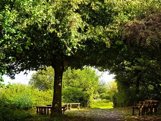 A path leads through an archway made of branches. Beneath it are benches arranged in a semicircle facing each other. The trees are dressed in their late summer finery.