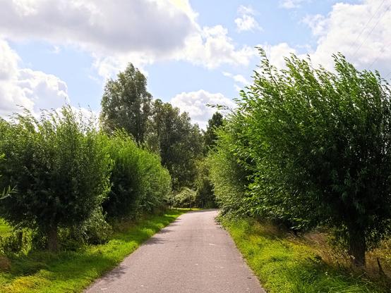 That's how I like the cycle paths in East Frisia. Straight, concrete and trees on both sides. A small avenue in the sunshine.