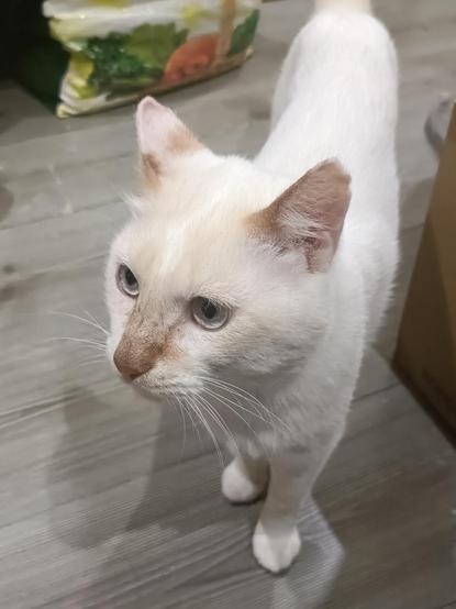 Ulises, siamés redpoint de acogida, busca casa permanente. En la foto está de pie y mirando a la izquierda con sus dos ojazos azules