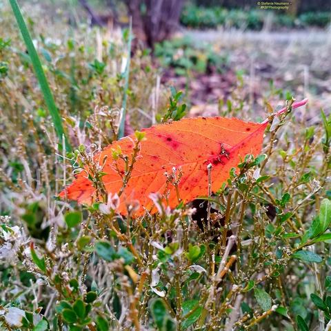 A close-up of a backlit, dark-orange leaf caught in a short hedge.

© Stefanie Neumann - #KBFPhotography