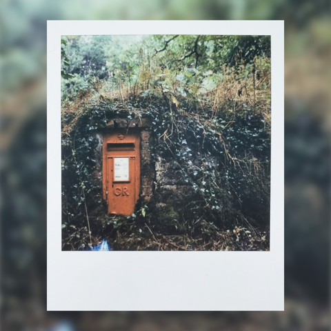 Polaroid photo of red letterbox in an overgrown wall.