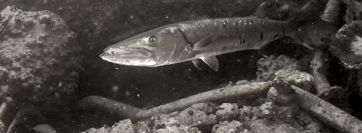 Barracuda in North Carolina