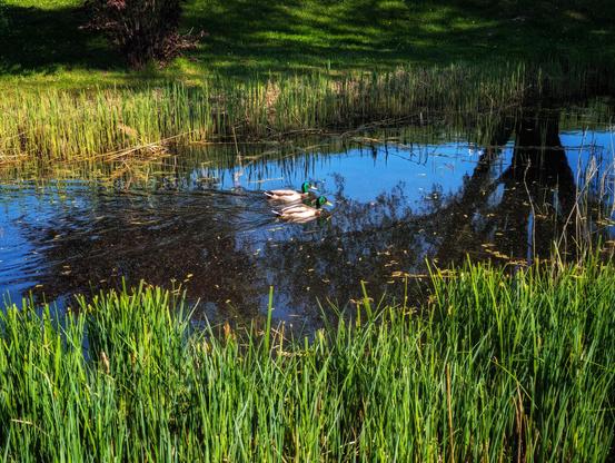 Two mallard ducks, both with prominent green heads, swim in a calm canal reflecting a bright blue sky and the silhouettes of surrounding trees. The canal is bordered by tall, vibrant green reeds in the foreground and patches of lush green grass and a dark bush in the background. Small ripples emanate from the swimming ducks.
