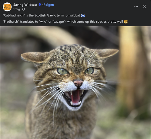 A very wild Scottish wildcat hisses at the camera, posing aggressively.