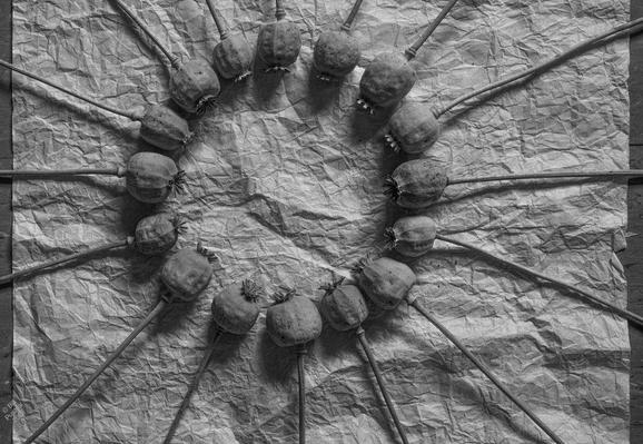 Black and white photo, contrasty, gives the impression of being grainy but isn't. Background is a much crumpled and uncrumpled piece of Korean mulberry writing paper. The paper is a strip laid out on the floor, which is flecked lino.

On the paper a circle of Papaver somniferum (breadseed poppy) seed pods, the cultivar Hungarian Blue, that remains mostly closed after ripening - this trait deliberately bred in so the seeds will not spill. Nevertheless there are a couple of stray seeds on the paper. The crop is rectangular, including the whole width of the paper and a little of the lino on each side. The circle occupies less than half the width of the paper and is toward the upper left.