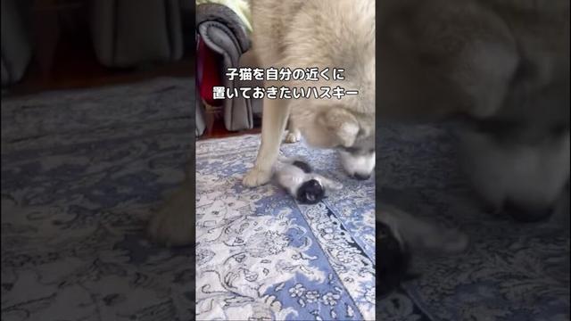 子猫をどこにも行かせたくないハスキーの愛が強すぎる #ハスキー #子猫 #猫 #shorts