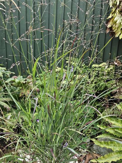 A grassy plant with green and purple stems and purple frothy flowers, surrounded by Ferns and Geraniums. A dark green painted fence in the background.