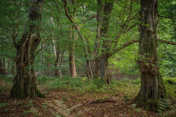 Drei Hainbuchen im Wald
