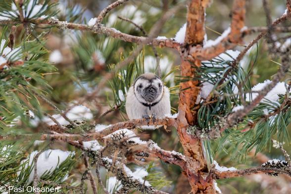 Töyhtötiainen joka katselee alaspäin siten että kuvassa on päälaki ylhäältäpäin, nuoren männyn oksalla.