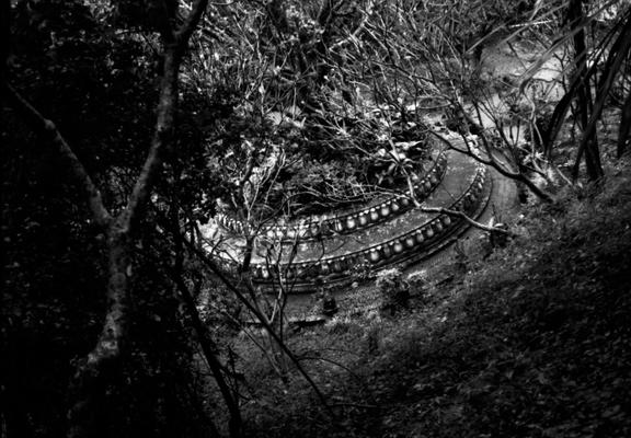 Arbre sacré au Laos