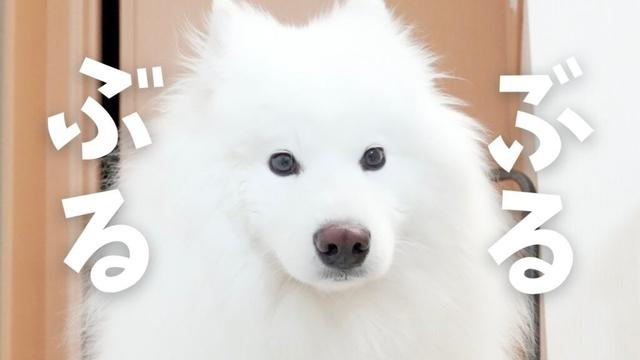 関東で強烈なゲリラ豪雨が発生してサモエドが眠れなった日