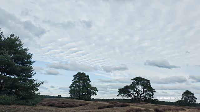 Bewolking met accenten van zich uitwaaierende wolken met een beetje blauwe lucht over de Hoge Veluwe met vliegdennen

Bewölking mit Akzenten von sich auffächernde Wolken mit ein kleines bißchen blauem Himmel über der Hoge Veluwe mit großen, breiten Kiefern