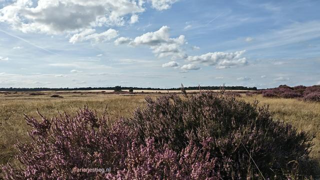 "De Pollen" in de verte. Op de voorgrond bloeiende heide. Blauwe lucht met Cumulus Wolken 

"De Pollen" in der Ferne. Im Vordergrund blühende Heide. Blauer Himmel mit Schönwetterwolken