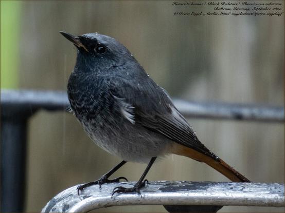 Ein männlicher Hausrotschwanz sitzt auf unserem Gartenstuhl im Regen, kurz vor seinem Abflug.