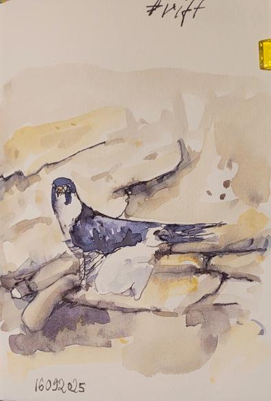 Aquarellskizze: in einer Felswand sitzen zwei Falken,  ein adulter Vogel mit dunkelgrauen Flügeln und ein weißer Nestling