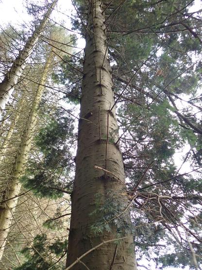 Grey brown smooth-ish looking trunk of grand fir