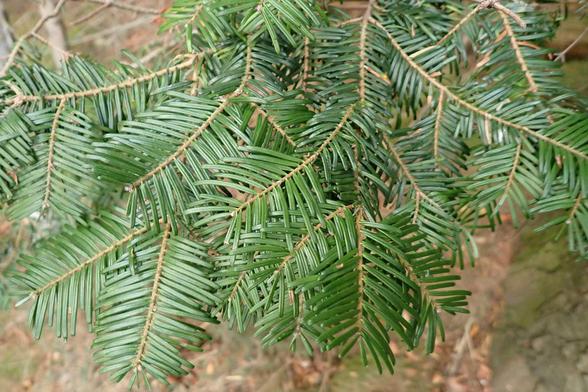 Green flat needles of grand fir