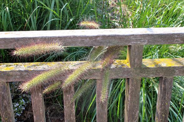 Yellow-green with maroon tipped fuzzy seedheads of decorative grasses poking through the weathered wooden backrest of a bench with some patches of yellow lichen along the wooden rails. Green blades of the long grasses are in the background behind the bench in bright sunlight.