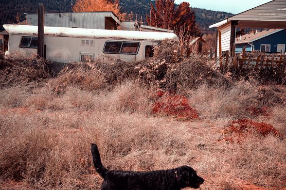 A dog strolls past homes on the river.