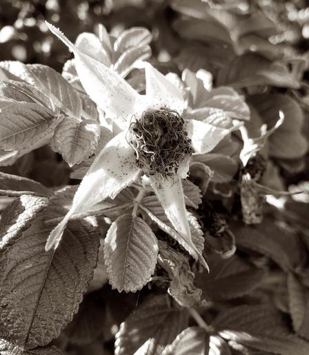 Close-up black and white image of a spent dog rose flower, showing the central, dried seed head surrounded by prominent sepals and textured leaves.