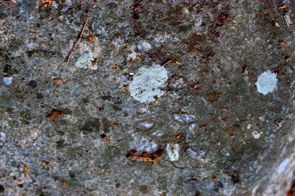 Close-up of the surface of a large smooth stone covered in a lichen pattern;small twigs and bits of brown leaves are sprinkled amongst the pattern on the stone.