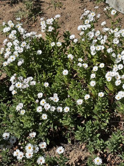 A dense patch of small white Aster flowers with yellow centers, surrounded by green leaves, growing in a patch of dirt.