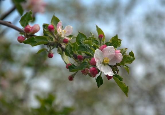 apple flowers