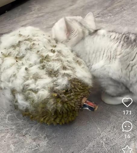 Even the cat will do it themselves