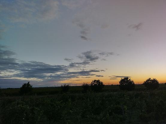 Kurz vor Sonnenaufgang gegen den Horizont fotografiert. Man sieht den erleuchteten Himmel, ein paar Wolken und im Vordergrund Weingärten in denen vereinzelte Bäume stehen.