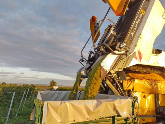 Traubenvollernter beim Abladen der geernteten Weinbeeren auf einen Anhänger. Es sind Weißweintrauben der Sorte Chardonnay.