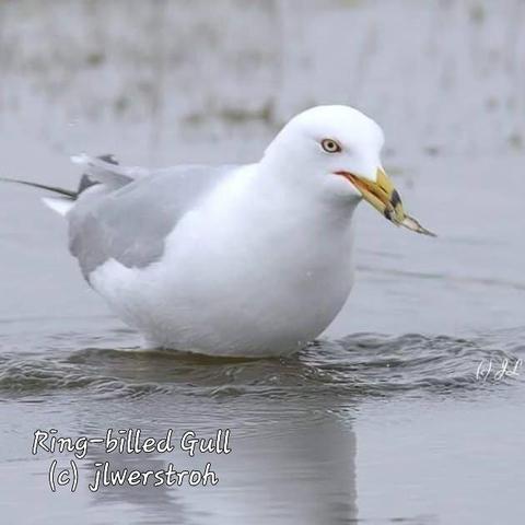 Ring-billed Gull
