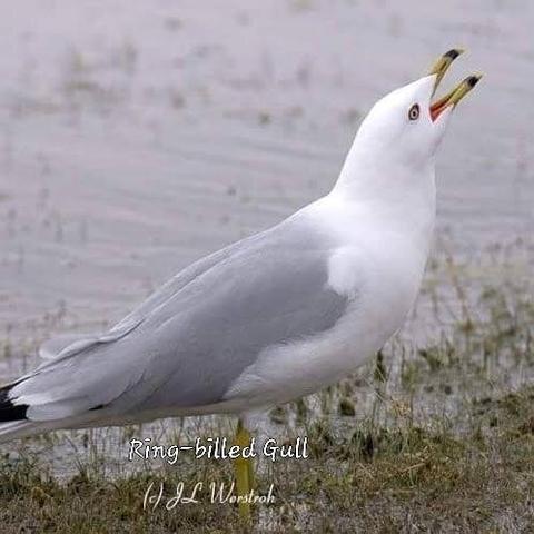Ring-billed Gull
