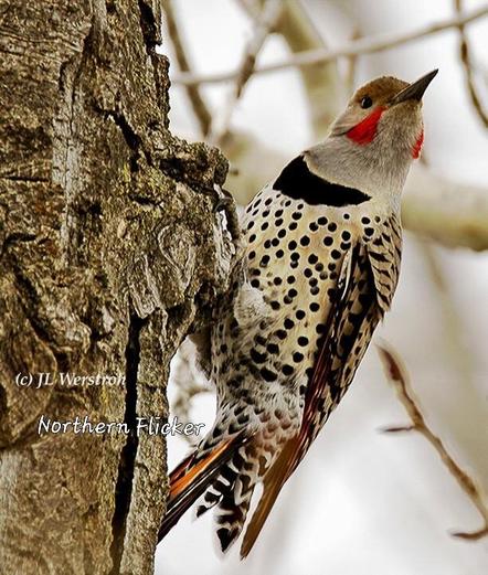 Northern Flicker