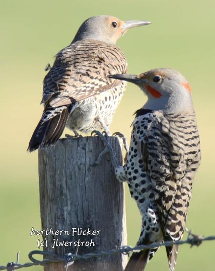 Northern Flicker