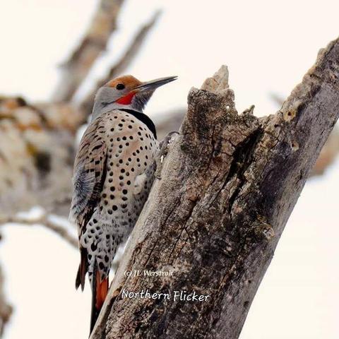 Northern Flicker