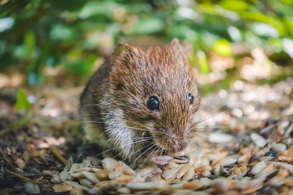 A bank vole sits among scattered seeds on the forest floor, holding one seed in its tiny paws. Its glossy black eyes and brown fur stand out against the softly blurred green and earthy background.