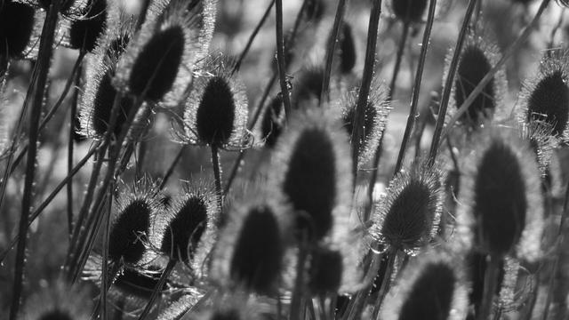 Field of thistles against the setting sun. (Version françæ) Champ de chardons à contre-jour.