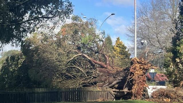 Rotorua power outages after weekend winds leave thousands without supply
