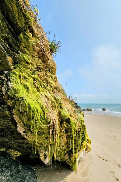 A close-up, low-angle shot of a large, moss-covered rock on a sandy beach. The rock is green and yellow with strands of moss hanging down. In the background, a calm, blue ocean meets the horizon under a light blue sky with scattered clouds. The sandy beach is visible to the right, and a few rocks are in the distance near the water.