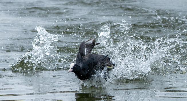 Blässhuhn rennt über Wasser