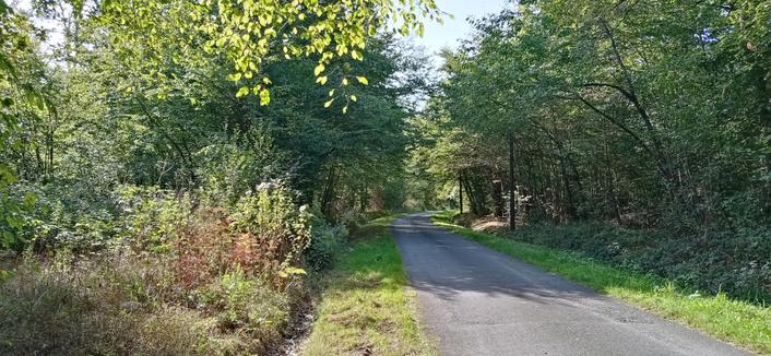 Une route passe dans un petit bout de forêt