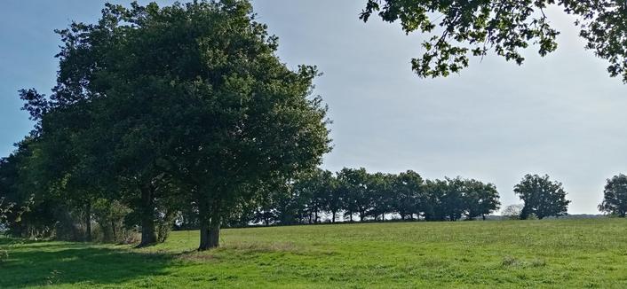 Une rangée de chênes dans un pré