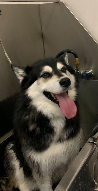 Ms. Mishka smiles in the bath