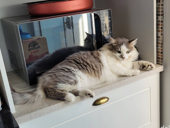 Flokito, a grey and white cat, lies on the counter directly before the microwave oven door.

[pt] Flokinho, gato cinza e branco, deitado na bancada diretamente à frente da porta do forno de micro-ondas.