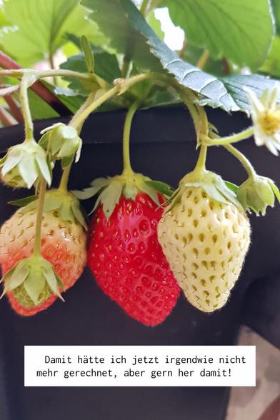 Zwei grüne, eine rote Erdbeeren hängen vor einem schwarzen Blumenkasten, Text "Damit hätte ich jetzt irgendwie nicht mehr gerechnet, aber gern her damit!"