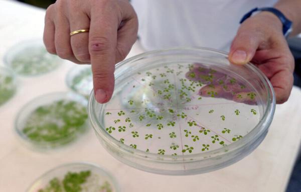 Dr. Raquel Chan displays test plants (Arabidopsis) genetically modified at the cultivation chamber in the vegetable biotechnology lab of the Universidad del Litoral in Santa Fe, some 500 Km northwest of Buenos Aires, on April 10, 2012 where a team lead by Dr. Chan was able to create transgenic soy, corn and wheat plants, resistant to the drought and salinity. AFP PHOTO / Juan Mabromata (Photo credit should read JUAN MABROMATA/AFP via Getty Images)