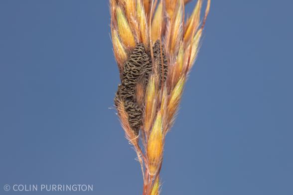 Dark, brain-like fungus nestled in a dense spikelet of yellow, hairy florets that have long, sinuous awns.