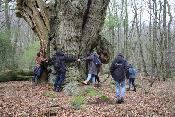 grote boom oerbos